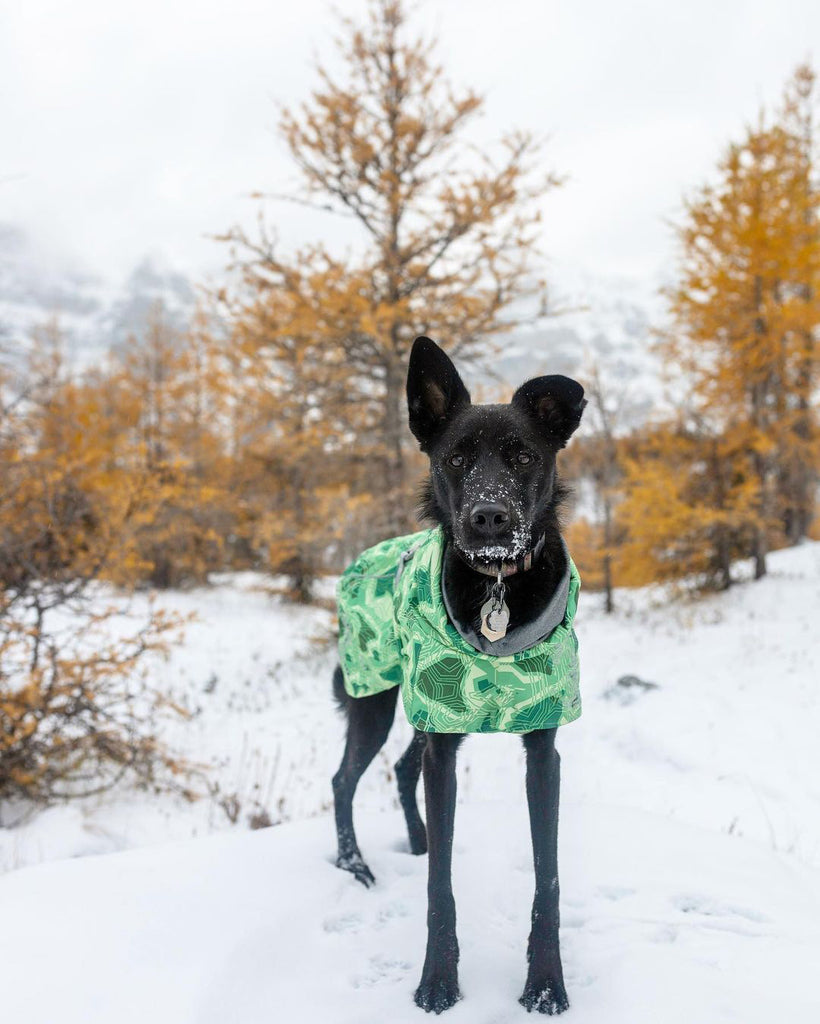 Impermeabili per cani, per pioggia, vento e neve. Compra qui